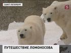Из Петербурга уезжает медвежонок Ломоносов