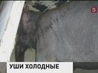 В Новосибирской области из-за аномальных даже для Сибири морозов страдают слоны