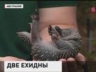 В австралийском зоопарке празднуют уникальное событие - появление на свет двух маленьких ехидн
