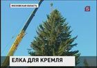 В Подмосковье срубили главную праздничную ёлку для Соборной площади Кремля