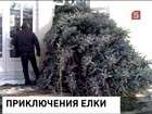 Ёлочка войди... В Таганроге Дом Культуры, едва устоял - елочка не вмещалась в двери