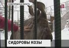 В нижегородский зоопарк приехали сидоровы козы