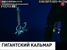 Японско-американской экспедиции удалось впервые в истории снять на видео гигантского кальмара