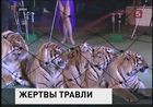 Тигров известных дрессировщиков Багдасаровых отравили