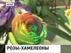 В Пекине показали розы, которые меняют цвет