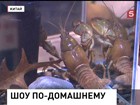 В Гонконге прошло шоу домашних питомцев