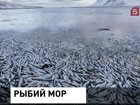 На западе Исландии обнаружена мертвая сельдь