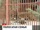 Амурские тигры названы самой романтичной парой в екатеринбургском зоопарке