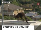 Австралийским полицейским пришлось снимать с крыши кенгуру