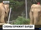 Власти Франции пока не будут усыплять двух больных слонов, за которых вступилась Брижит Бардо