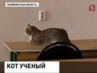 В Златоусте появился кот-ученый. Он получил ученую степень в университете