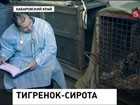 В реабилитационном центре выхаживают тигренка-сироту