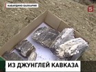 В Кабардино-Балкарии обнаружили останки мамонта величиной с трехэтажный дом