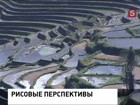 Самые живописные в мире рисовые поля показывают туристам в Китае