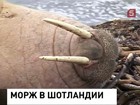 На одном из шотландских островов решил отдохнуть морж