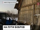 После вмешательства СМИ следователи заинтересовались судьбой пенсионера, дом которого помешал бобрам