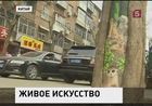 На улицах крупных китайских городов появились необычные деревья – разрисованные