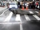 Морской слон, гуляя по бразильским улицам, правил дорожного движения не нарушал