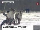 В Хабаровском крае кочевники выясняли, чьи олени лучше