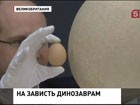 В Великобритании выставили на продажу гигантское яйцо