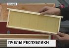 Французские парламентарии обзавелись пасекой