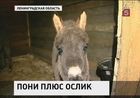 В Тихвине Ленинградской области - генетическая революция