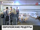 Французы занялись разведением свиней в Липецкой области