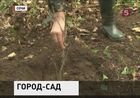 В Сочинском национальном  парке восстанавливают лес