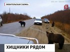 На Камчатке объявлена повышенная медведеопасность