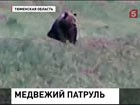 В Тюменской области медведи захватили федеральную трассу