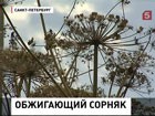 Жители Ленинградской области объявили войну борщевику