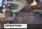 На Камчатке отметили день первой рыбы