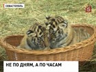 В крымском зоопарке родились уссурийские тигрята