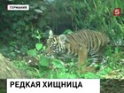 В зоопарке Франкфурта показали суматранского тигрёнка