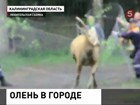 Больше двух часов в Советске ловили оленя