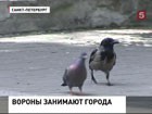 Российские города захватили стаи  ворон-убийц