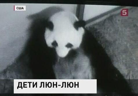 В зоопарке Атланты родились панды-близнецы