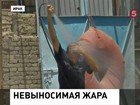 Ирак и США изнывают от жары