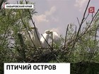 Птичий остров свободы обнаружили ученые на границе с Китаем