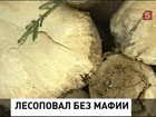 Нарушения в лесной отрасли приобрели массовый характер