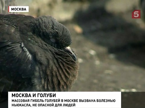 Московские голуби не пьяные, они заболели