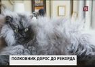 Гималайский перс из США по кличке полковник Мяу попал в книгу рекордов Гиннеса
