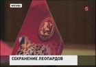 Российским леопардам уже не грозит исчезновение