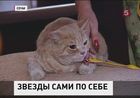 В Сочи провели кастинг среди кошек