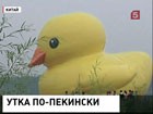 Самая большая утка в мире доплыла до Пекина