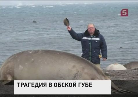 Погиб петербургский учёный и художник Пётр Рейхет