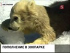 В австралийском зоопарке живет белый медвежонок Генри