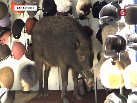 В центре Хабаровска полиция охотилась на дикого кабана