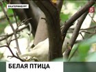 В Екатеринбурге появился  воробей-альбинос