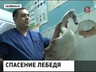 В Челябинске выхаживают раненого лебедя